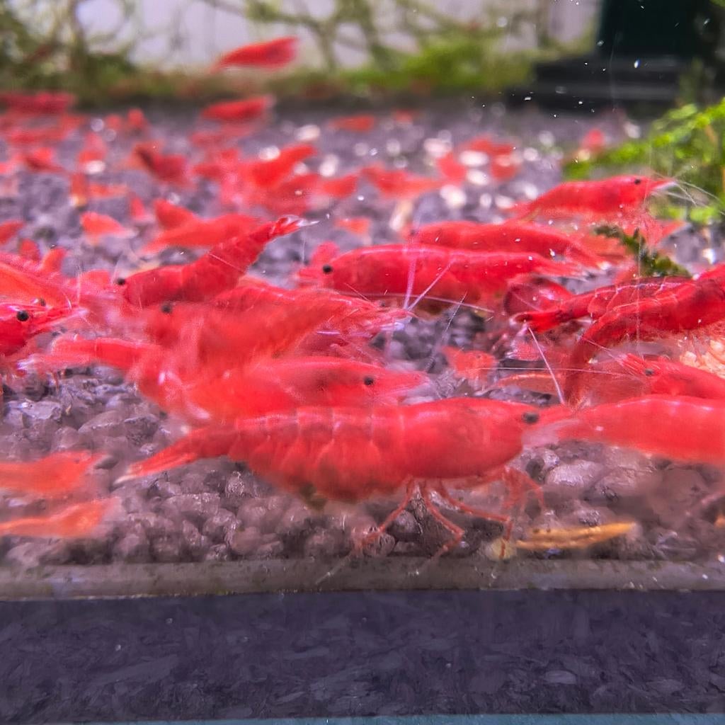 Bloody Mary garnalen kraanwater, Kreeft, Krab of Garnaal, Zoetwatervis