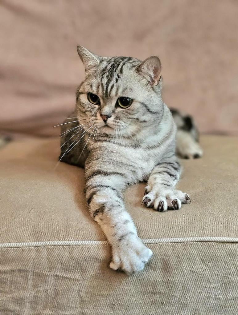 Dekkater 😻 tabby (whiskas) stamboom, Dieren en Toebehoren, Katten en Kittens | Dekkaters