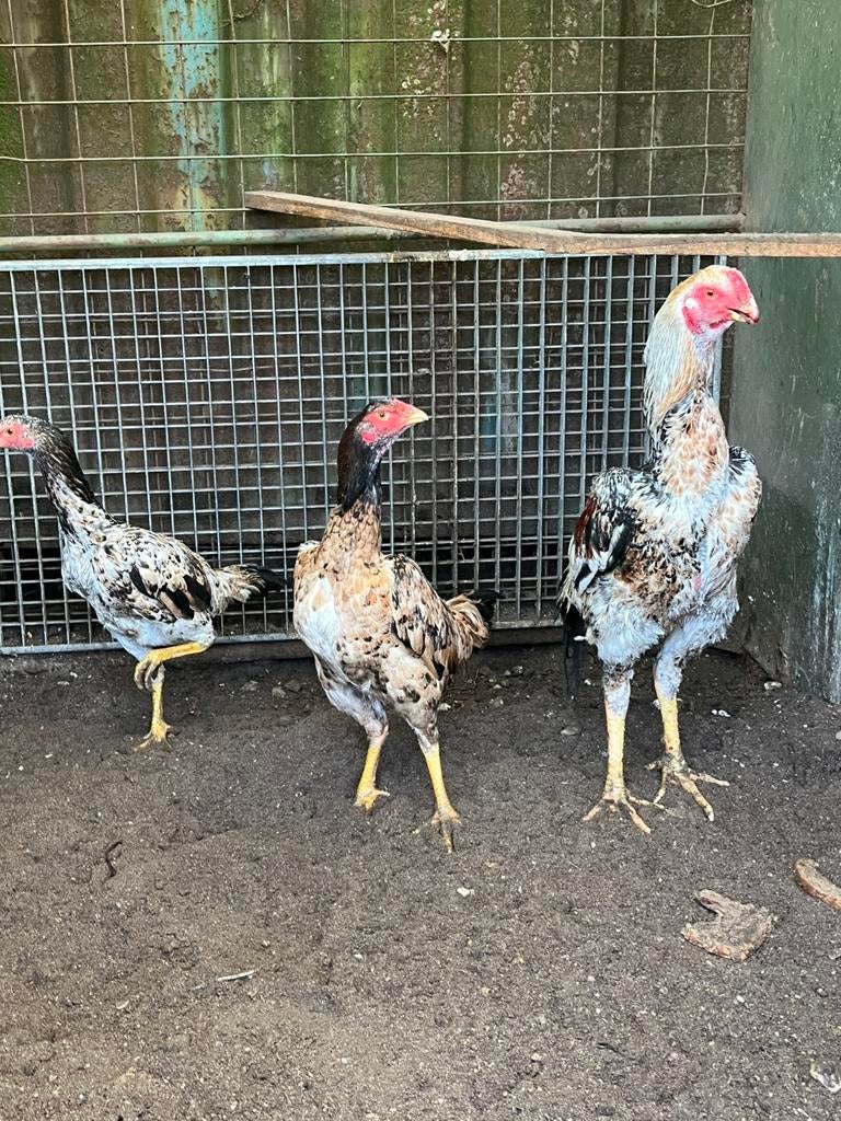 Mooie trio ras kippen en haan shamo,s, Meerdere dieren, Kip