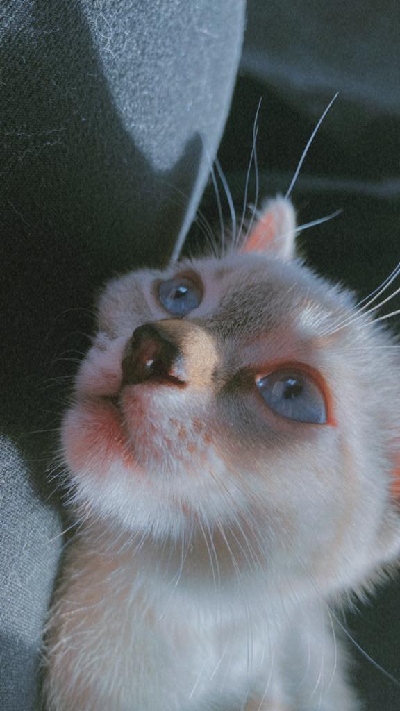 Siam raskat, Poes, 0 tot 2 jaar