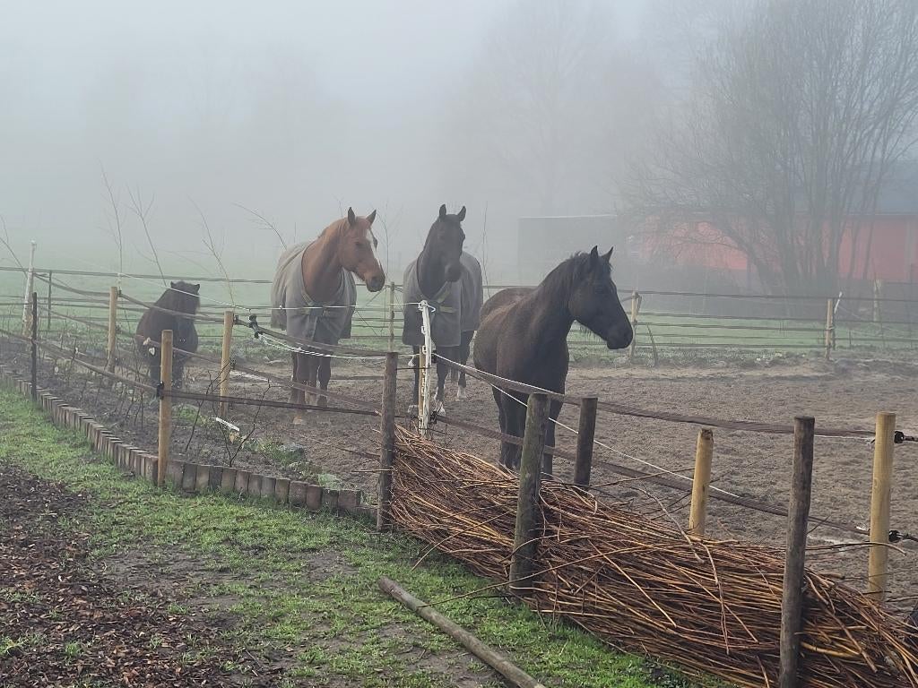 Paarden coaching voor persoonlijke ontwikkeling, Loopbaanadvies of -begeleiding
