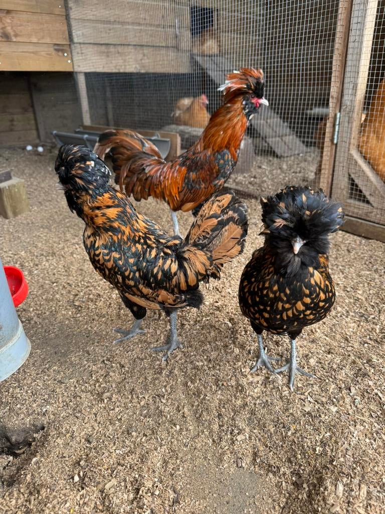 Broedeieren padua kriel goud gezoomd (baardkuifhoender), Dieren en Toebehoren, Pluimvee, Geslacht onbekend, Kip