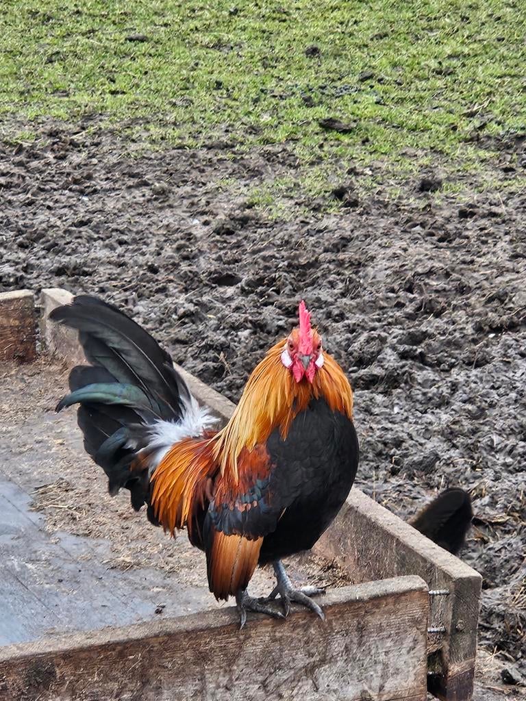 Hollandse kriel haantjes, Juni, Mannelijk