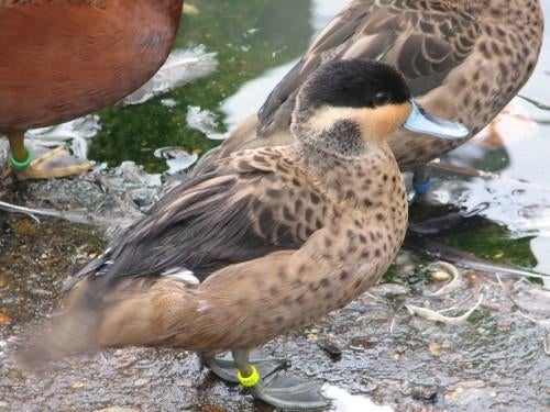 Hottentottaling | Siereenden | Broedkoppels, Meerdere dieren, Eend