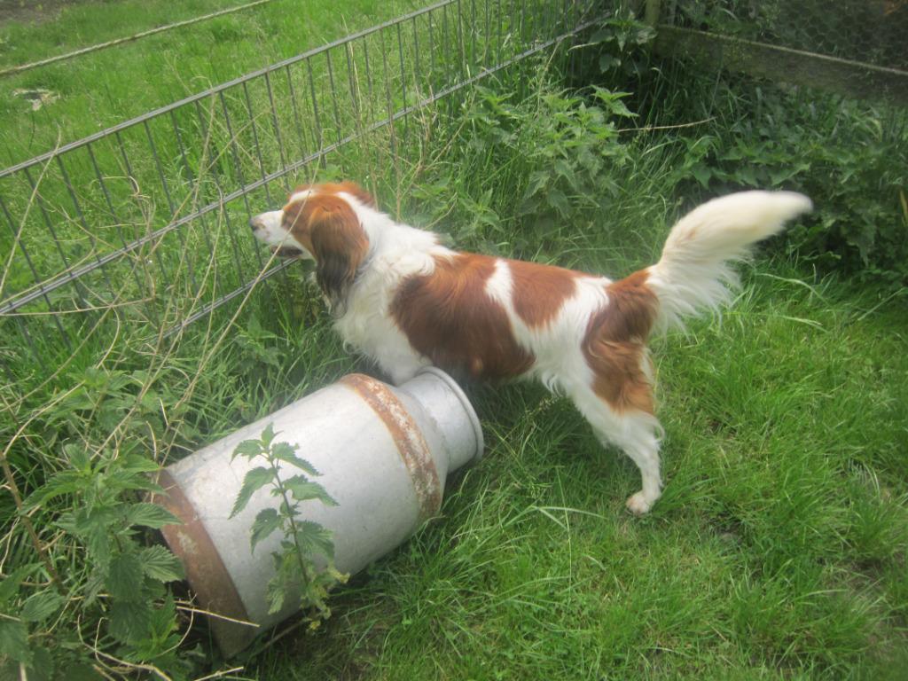 STAAT TER DEKKING 100% RASZUIVERE KOOIKER REU! ! !, Dieren en Toebehoren, Reu, Parvo, Eén hond, 3 tot 5 jaar