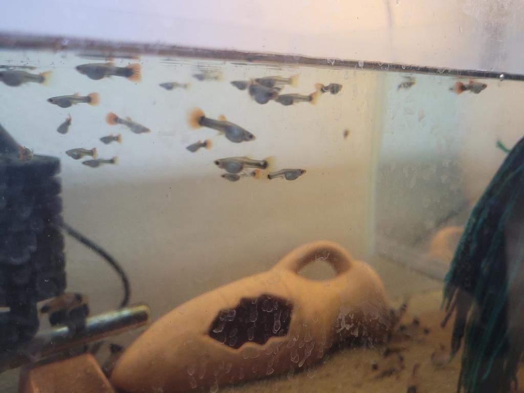 Toxedo koi red guppen *** TE KOOP ***, Dieren en Toebehoren, Vissen | Aquariumvissen, Vis, Zoetwatervis, Schoolvis