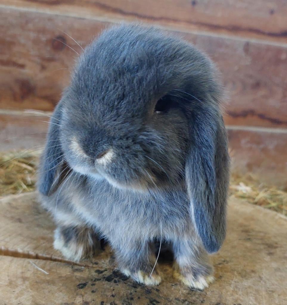 Minilop konijntje, Dieren en Toebehoren, Konijnen, Klein, Vrouwelijk, 0 tot 2 jaar, Hangoor