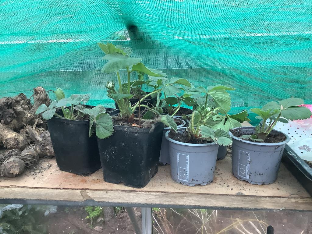 Aardbeienplantjes, Ophalen, Volle zon, Vaste plant, Fruitplanten