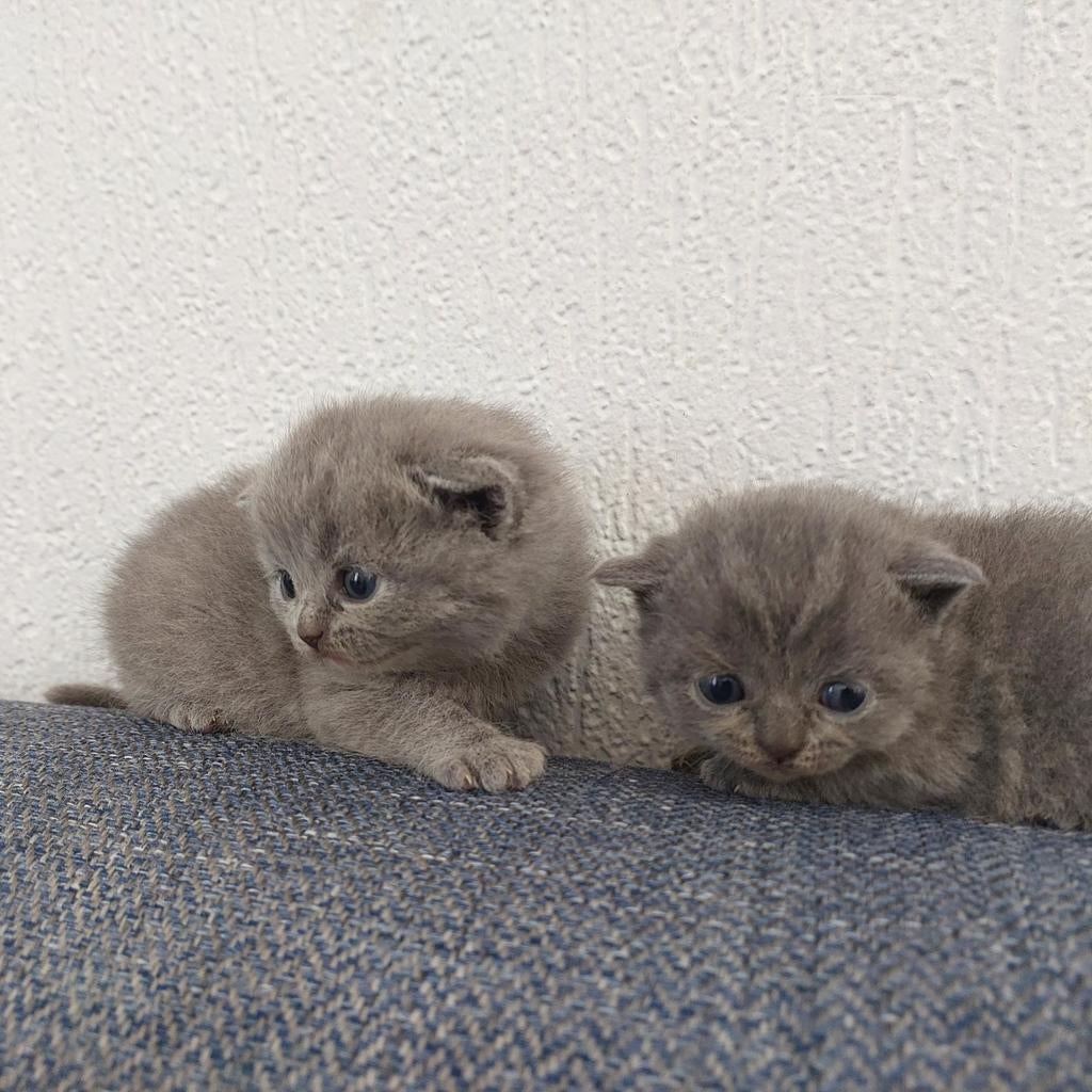 Lieve British  kittens zoeken een gouden mandje, Dieren en Toebehoren, Katten en Kittens | Raskatten | Korthaar, Meerdere dieren