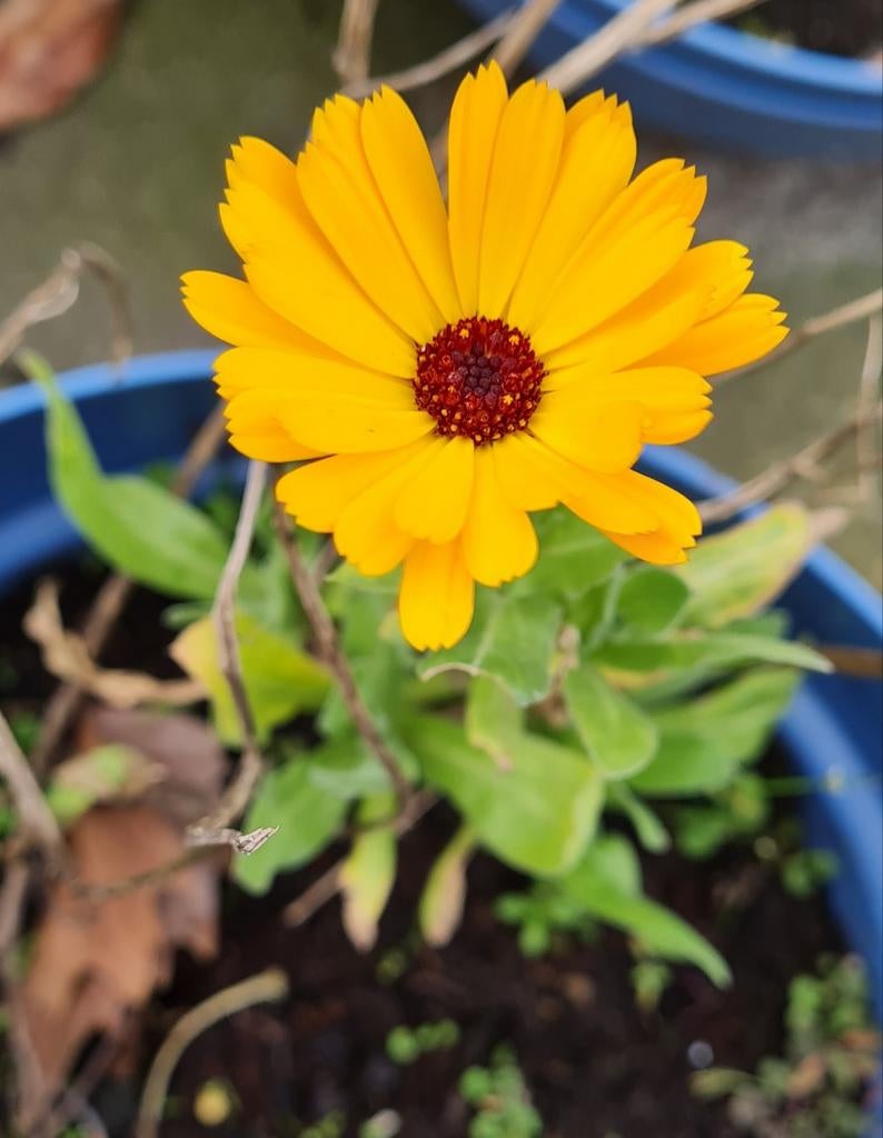 Goudsbloem Zaadjes - Biologisch & Onbespoten (30 stuks), Ophalen of Verzenden, Voorjaar, Volle zon, Zaad
