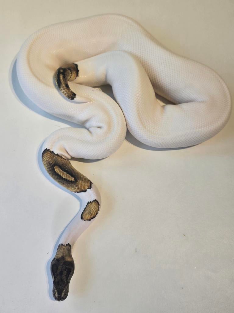 0 1 phantom special pied ball python, Dieren en Toebehoren, Reptielen en Amfibieën, Slang, Tam, 0 tot 2 jaar