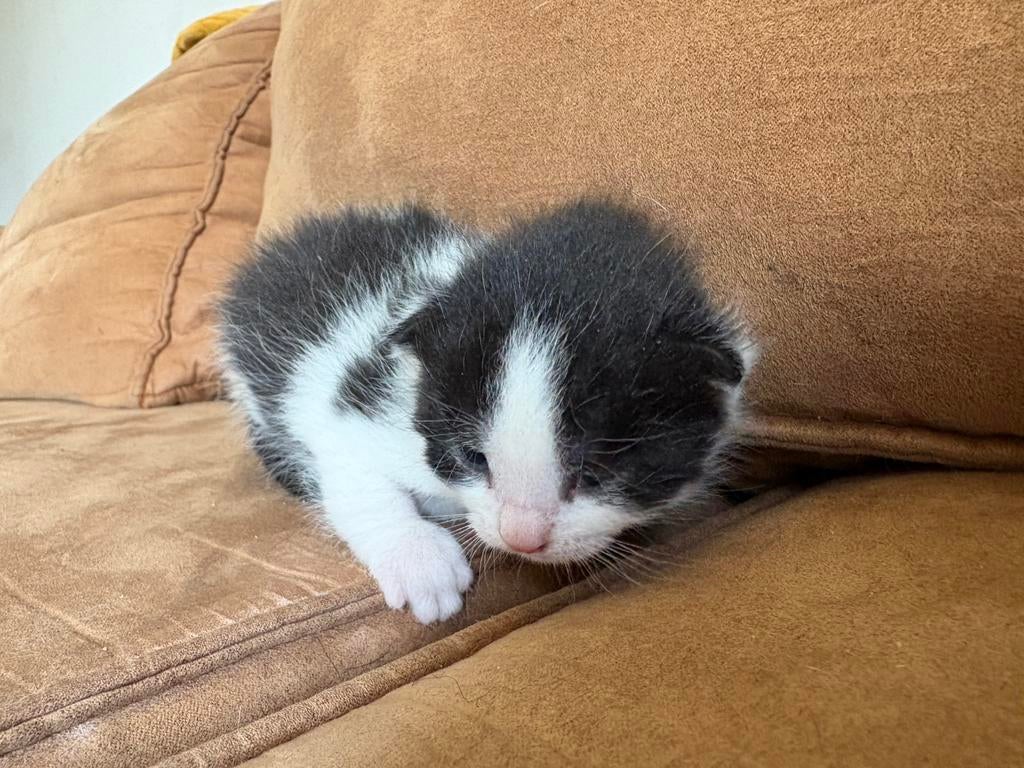 Te koop laatste britje zwart/wit, Dieren en Toebehoren, Katten en Kittens | Raskatten | Korthaar, Meerdere dieren, Gechipt, 0 tot 2 jaar