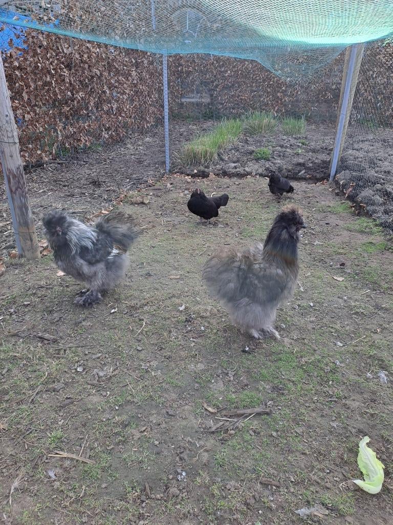 USA zijdehoen hanen, Dieren en Toebehoren, Pluimvee, Mannelijk, Kip