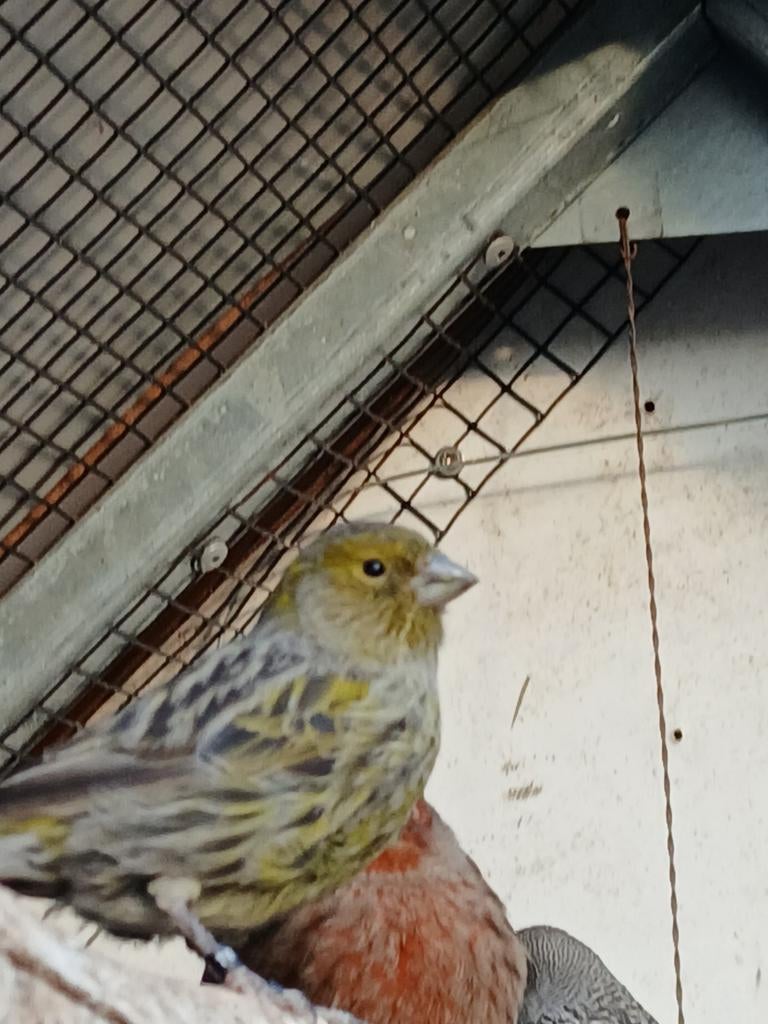 2 vrouwtjes kanaries, Meerdere dieren, Kleurkanarie