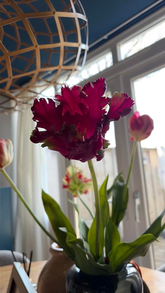 Ik zoek een huis/studio op korte termijn in Amsterdam, Huizen en Kamers, Op zoek naar een kamer