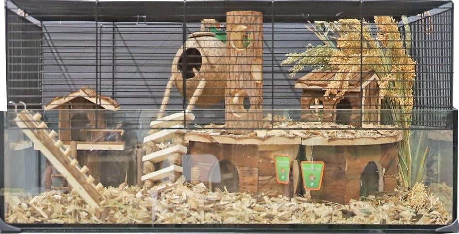 Complete hamster set - hamster met kooi en alle toebehoren, Hamster, Januari, Meerdere dieren, Tam