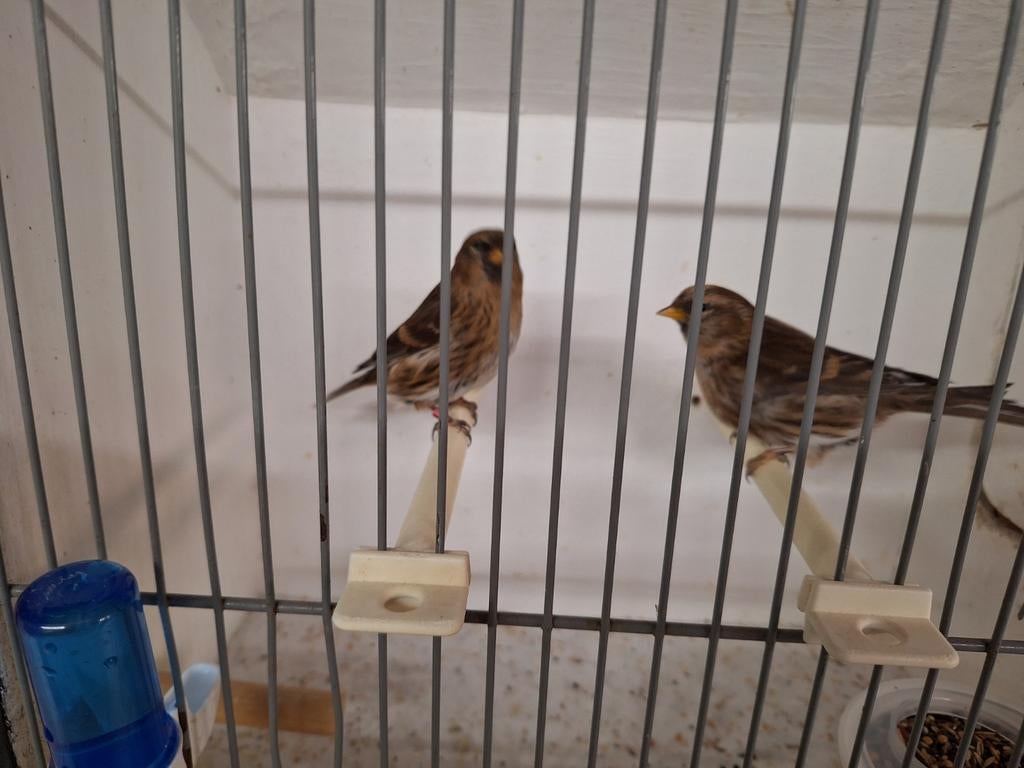 Koppel barmsijsjes, Dieren en Toebehoren, Meerdere dieren