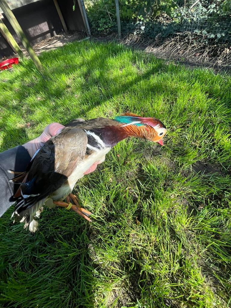 Mandarijneend man 2023, Dieren en Toebehoren, Pluimvee, Mannelijk, Eend