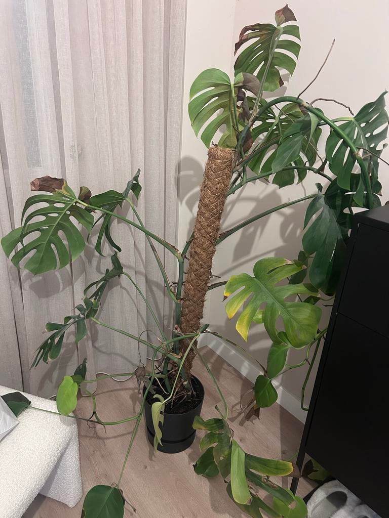 Gratis Monstera met paal, Huis en Inrichting, Kamerplanten, Ophalen, Overige soorten, Halfschaduw, In pot