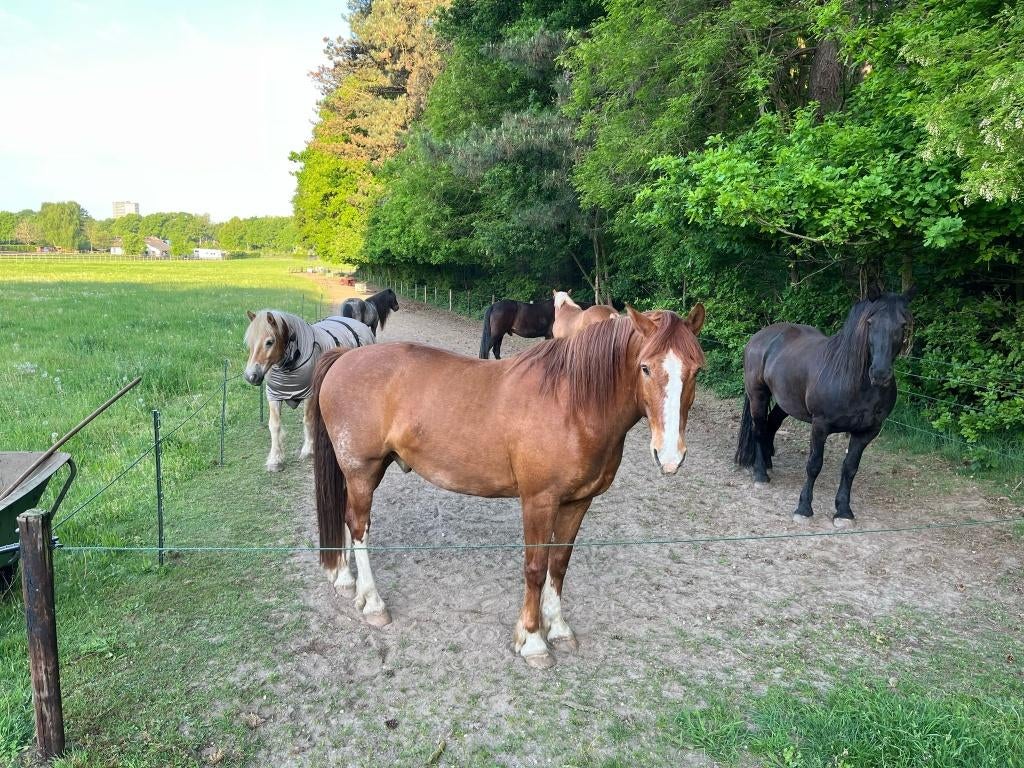 Stalling weidegang 24-7, Weidegang