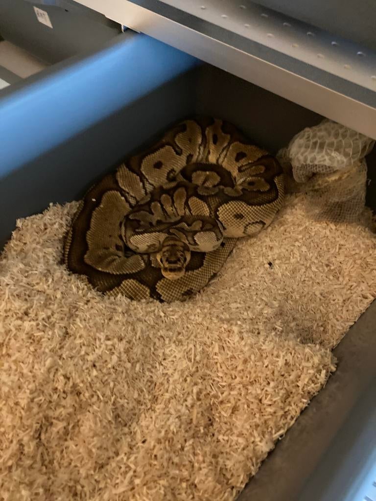 Yellow belly clown kweekvrouw Ball Python - female for sale from Clabots Christophe