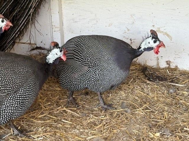Parelhoender haan, Dieren en Toebehoren, Pluimvee, Mannelijk, Overige soorten