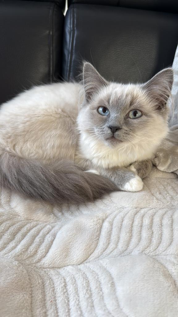 Ragdoll te koop, Poes, Gechipt