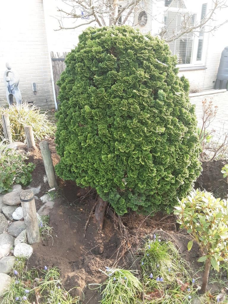 Half uitgegraven Conifeer met mooie waaiervormige takjes, Tuin en Terras, Planten | Tuinplanten, Overige soorten, Volle zon, Vaste plant