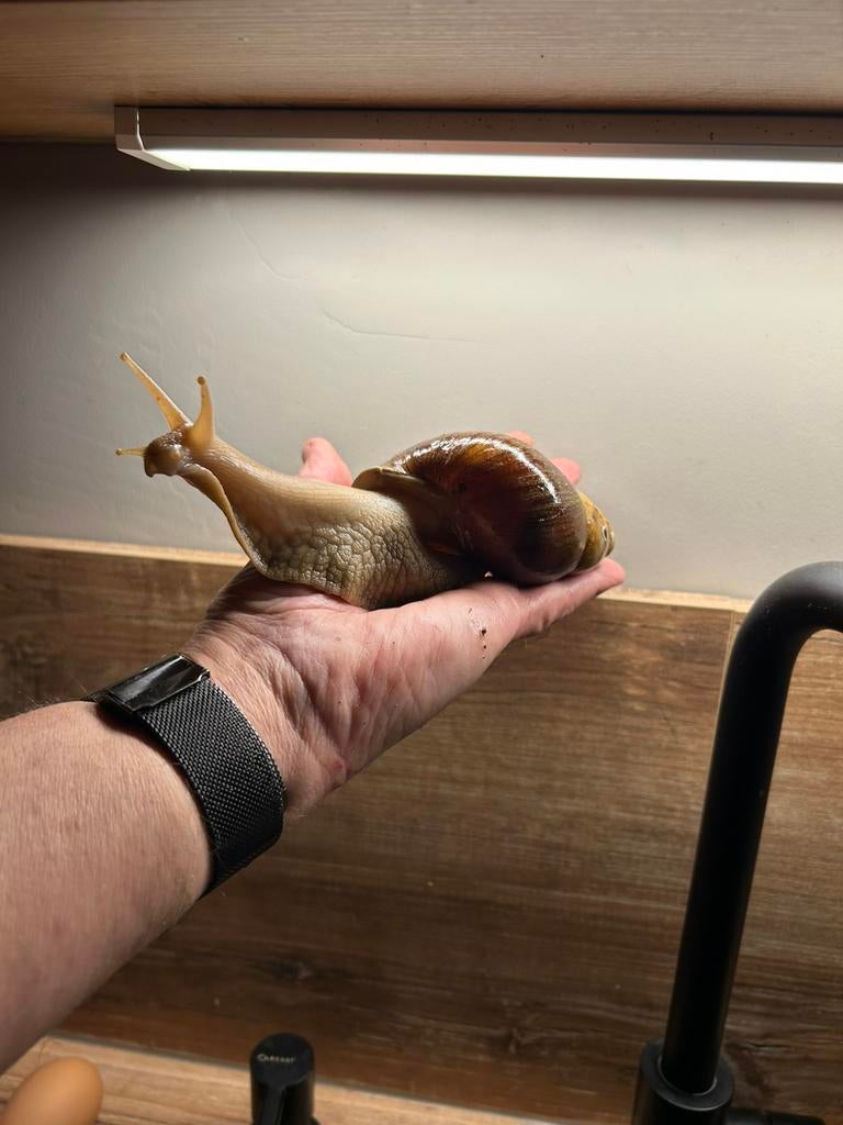 Reuze slakken ongeveer huis 8 cm 4 stuks, Dieren en Toebehoren, Overige Dieren, Juli, Meerdere dieren