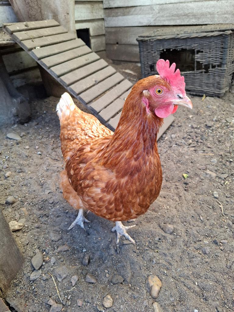 Kippen, Dieren en Toebehoren, Pluimvee, Vrouwelijk, Kip