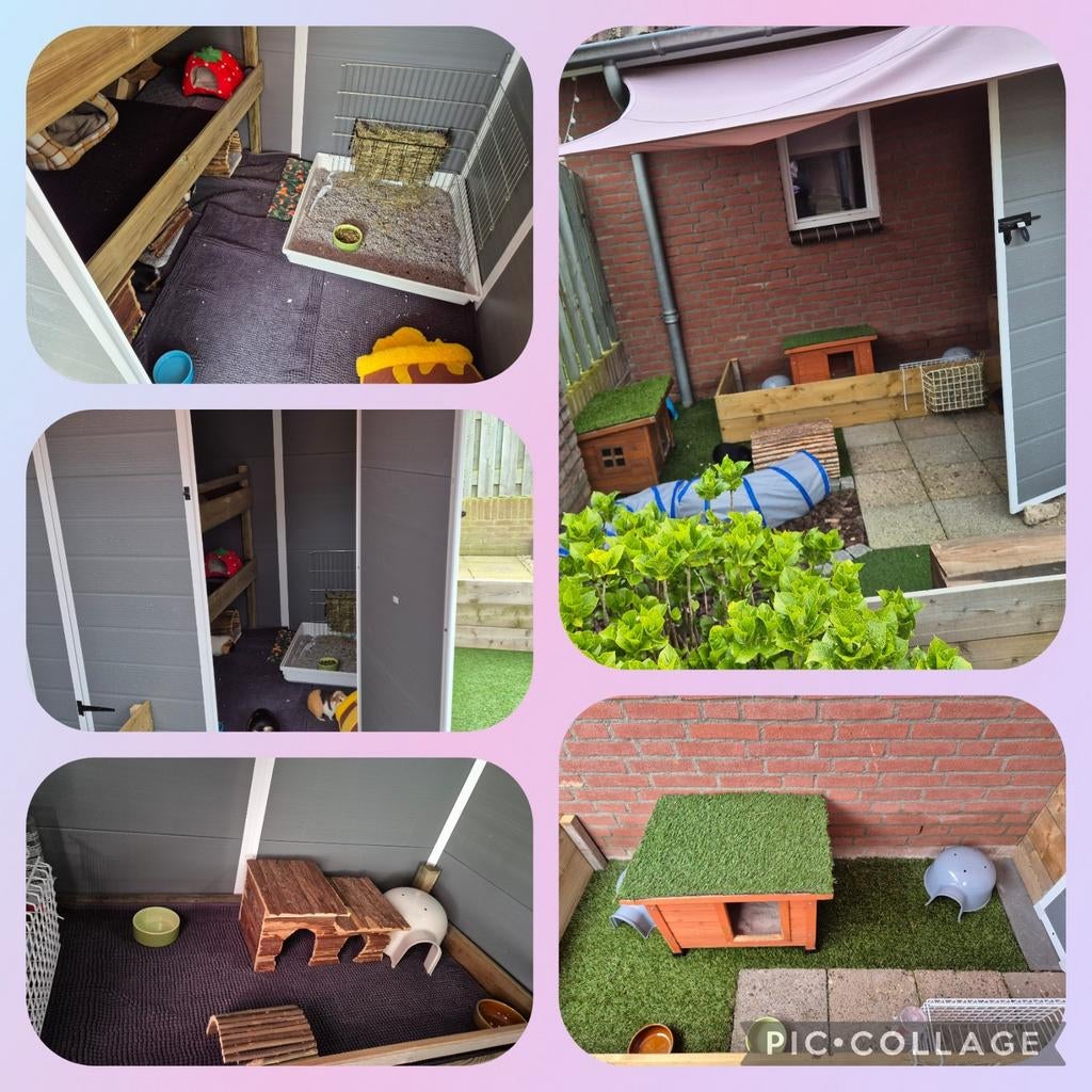 Cavia vakantie opvang, Ophalen, Verzorging