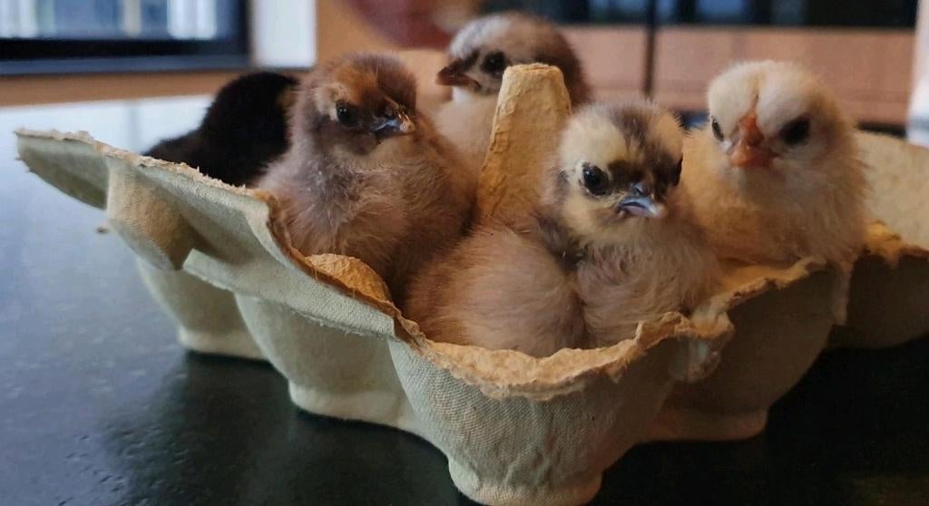 Chabo kriel kippen eieren te koop, Dieren en Toebehoren