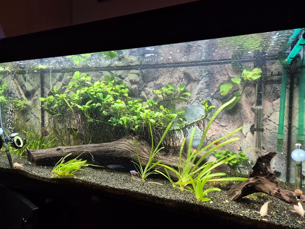 Juwel aquarium Rio 180 liter, Dieren en Toebehoren, Ophalen, Zo goed als nieuw, Gevuld zoetwateraquarium