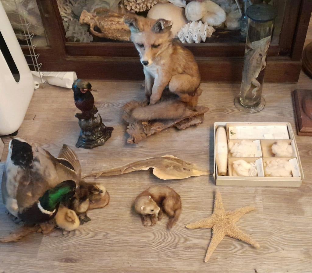 Verzameling taxidermie / opgezette dieren, Ophalen, Zo goed als nieuw