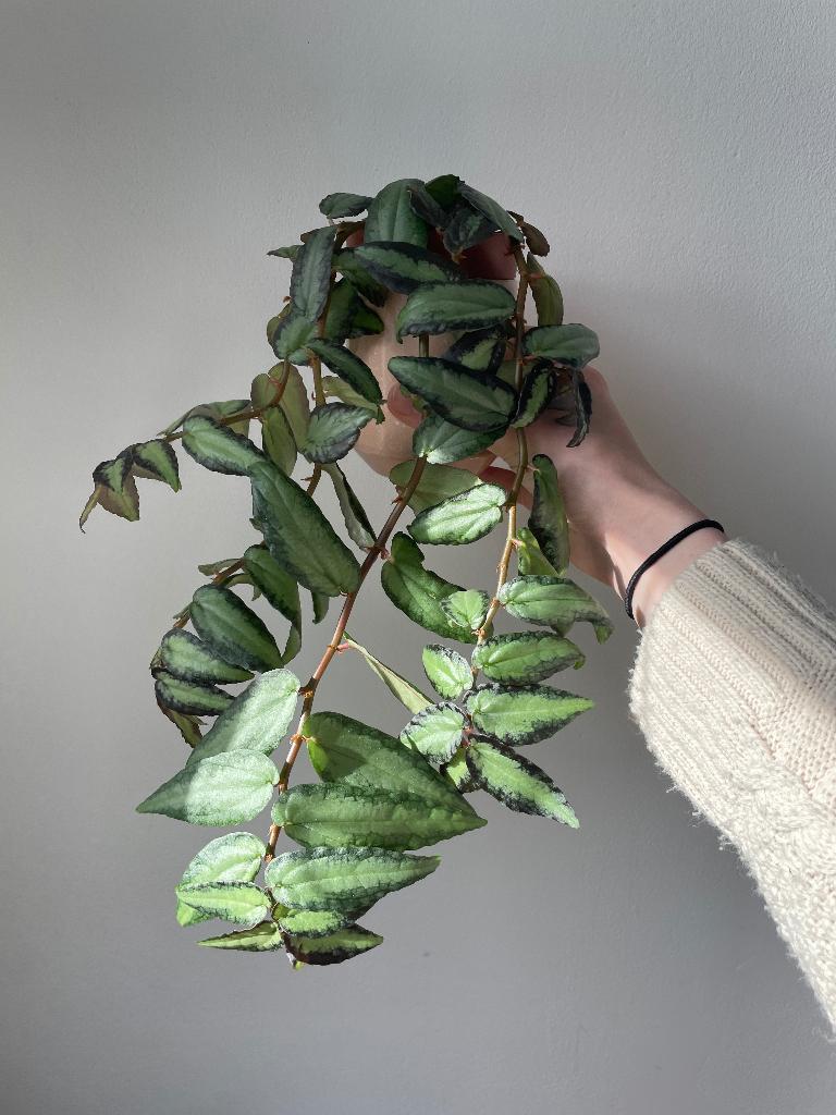 Pellionia repens, Huis en Inrichting, Kamerplanten, Ophalen of Verzenden, Halfschaduw, Minder dan 100 cm