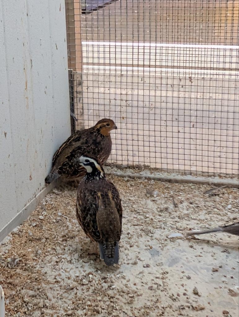Koppel boomkwartels wildkleur, Meerdere dieren
