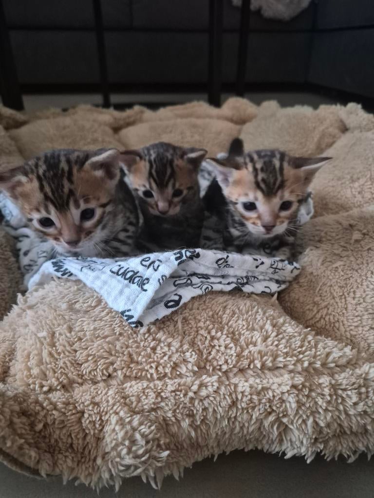 Bengaalse kittens te koop., Meerdere dieren, Ontwormd