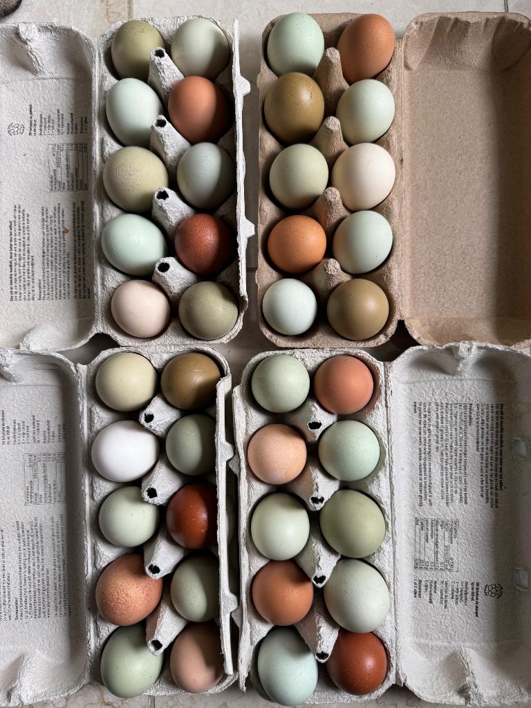 Kleuren mix Paaseieren, Dieren en Toebehoren, Pluimvee, Meerdere dieren, Eend