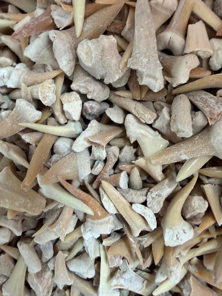 Haaientanden - 1 kilo fossiele haaientanden, Ophalen of Verzenden, Gebruikt