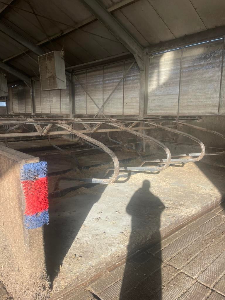 Ligboxen, Dieren en Toebehoren, Stalling en Weidegang