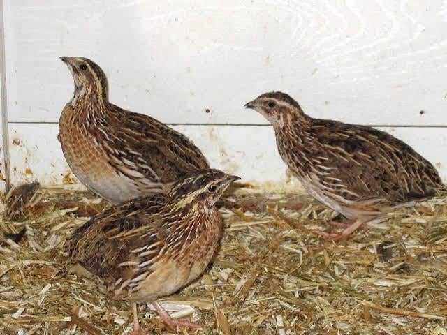 Europese kwartels koppel, Meerdere dieren