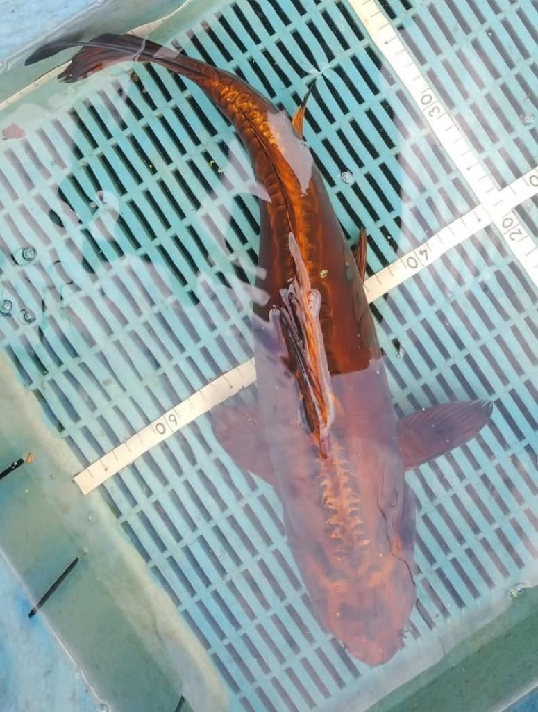 Koi 9 50+cm, Karper of Koi