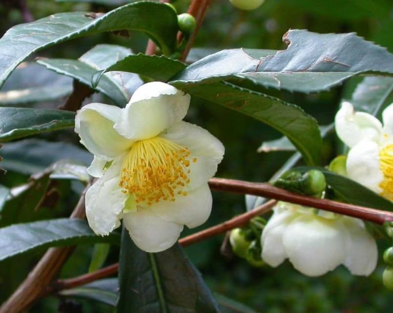 10 x Camellia Sinensis (groene thee) zaden, Ophalen of Verzenden, Voorjaar, Volle zon, Zaad