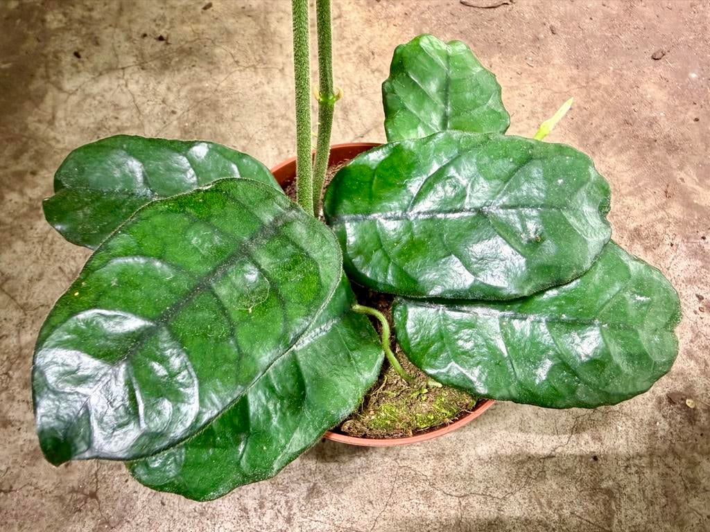 Hoya Villosa p12, Huis en Inrichting, Kamerplanten, Ophalen of Verzenden