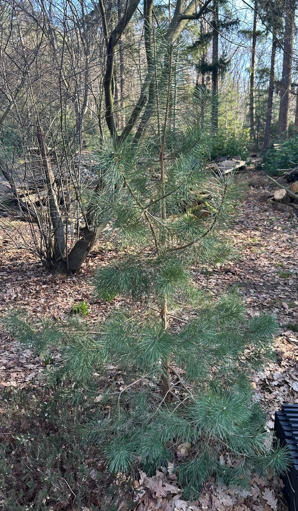Grove Dennen (Pinus Sylvestris) - Jonge Boompjes, Tuin en Terras, Planten | Bomen, Bloeit niet, Overige soorten, 100 tot 250 cm