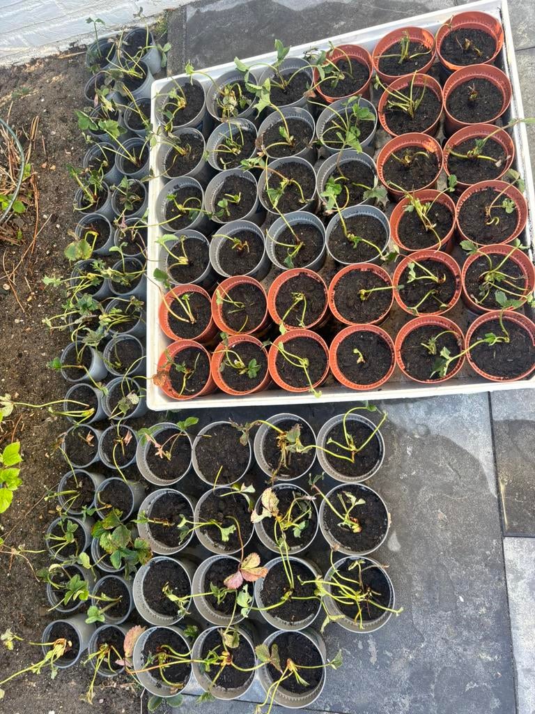 Aardbeien plantjes stekjes, Ophalen, Volle zon