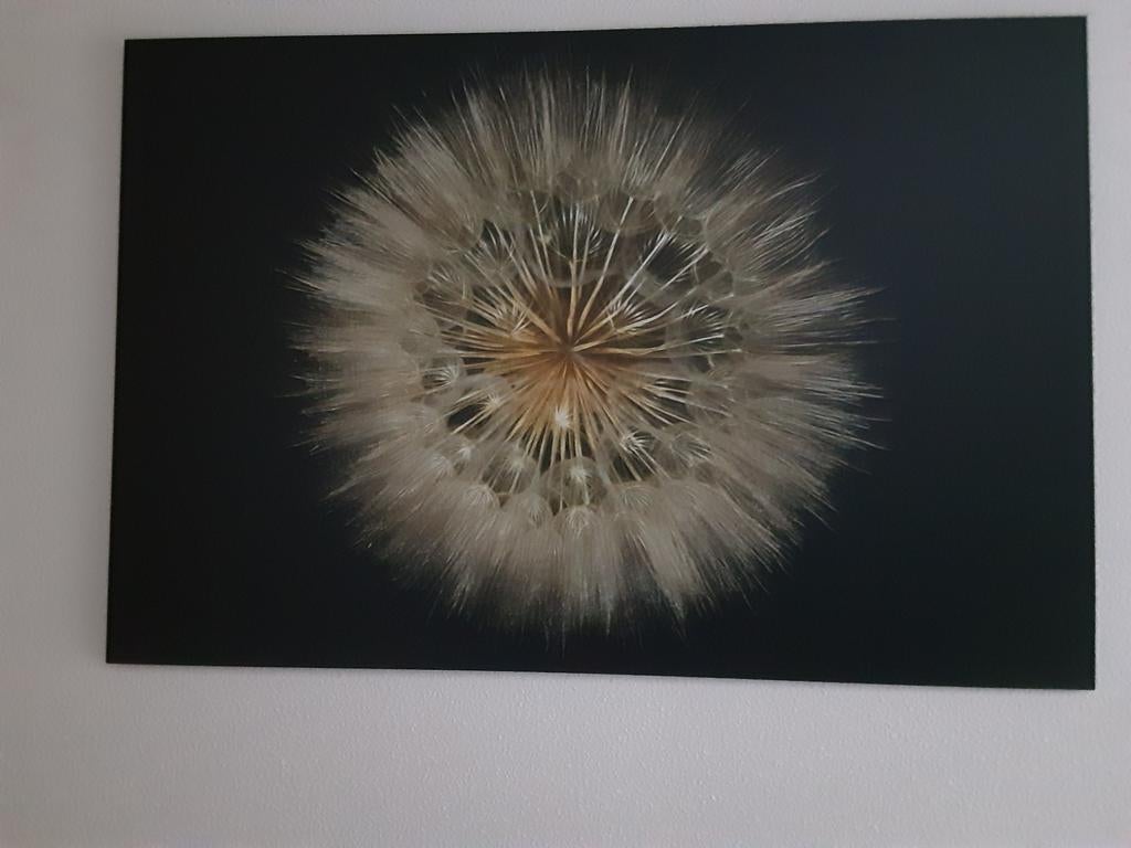 Schilderij paardenbloem Foto op alluminium, Ophalen