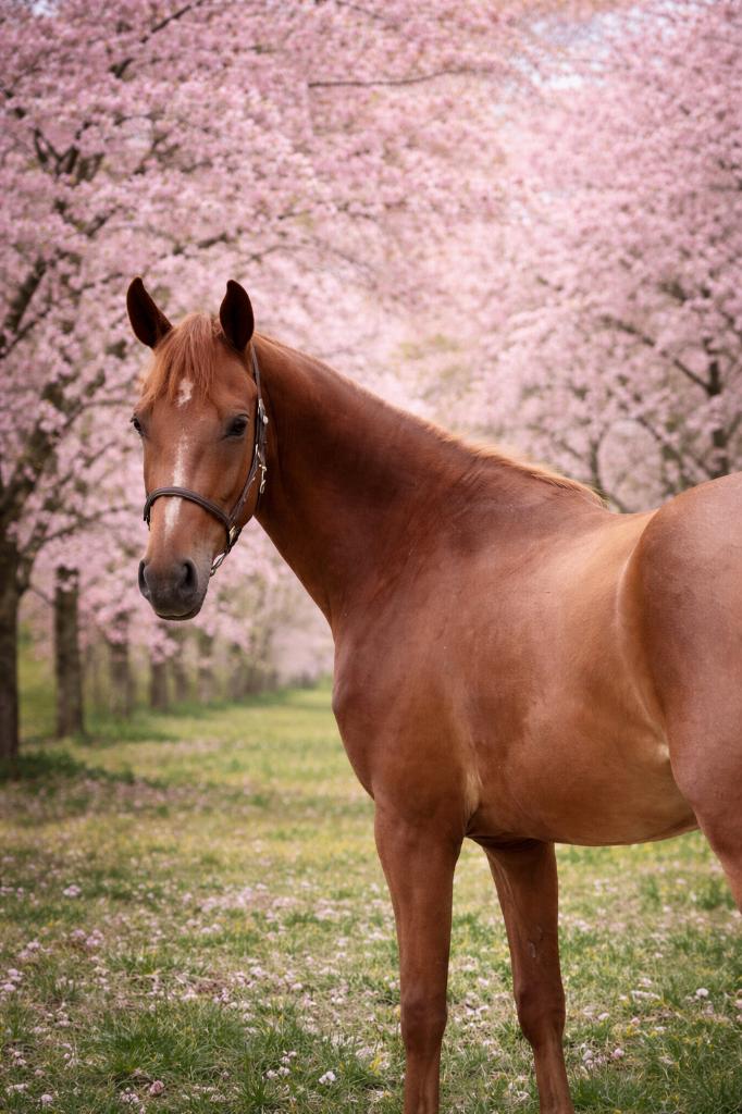 4 jarige E pony te koop, E pony (1.48m - 1.57m), Ruin, Springpony, 3 tot 6 jaar