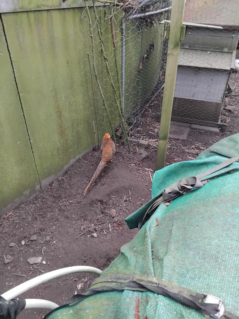 Goudfazant haan en hen voorjaar 2025, Dieren en Toebehoren, Meerdere dieren, Overige soorten