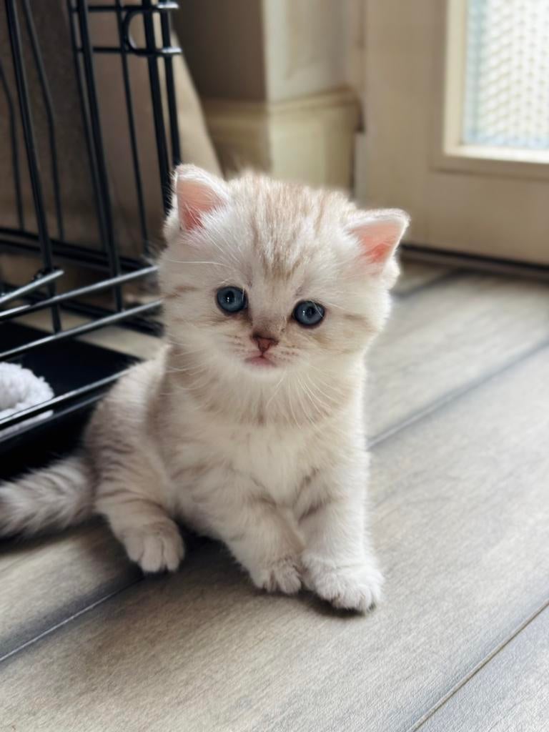 Lieve Britse Korthaar kittens, Dieren en Toebehoren, Katten en Kittens | Raskatten | Korthaar, Meerdere dieren, Ontwormd, 0 tot 2 jaar